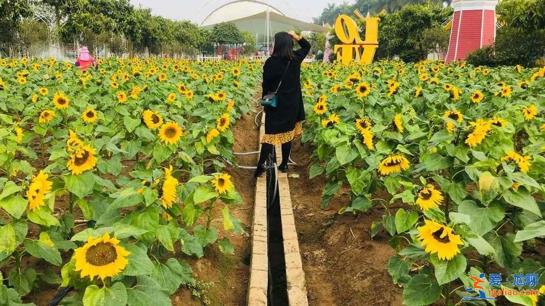 端午節(jié)廣州周邊游推薦,2019端午節(jié)去廣州周邊有什么好玩的? 端午節(jié)廣州周邊游推薦,2019端午節(jié)去廣州周邊有什么好玩的?