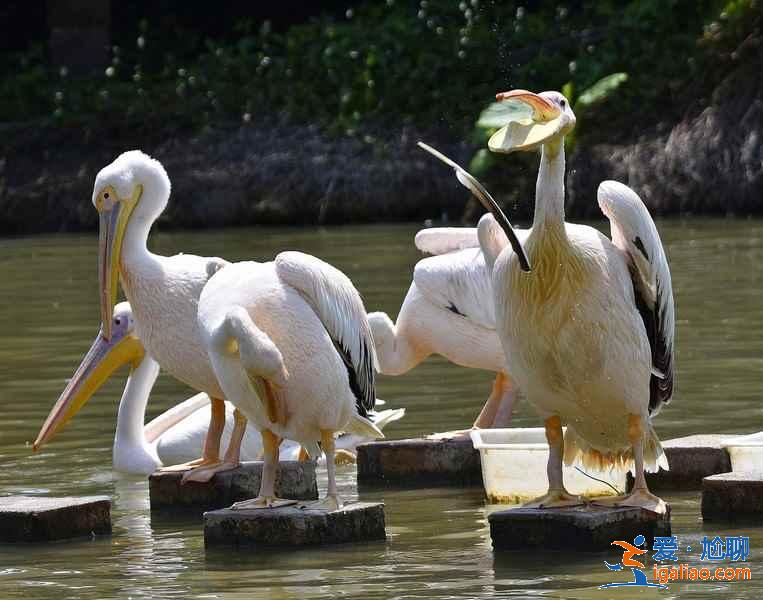 端午節(jié)廣州周邊游推薦,2019端午節(jié)去廣州周邊有什么好玩的? 端午節(jié)廣州周邊游推薦,2019端午節(jié)去廣州周邊有什么好玩的?