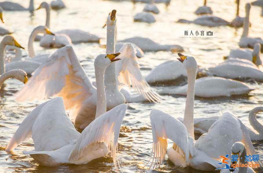 煙臺和威海哪個好玩，煙臺和威海旅游哪個好？