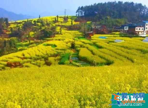 2021屏山中都油菜花在哪里? 2021屏山中都油菜花在哪里?