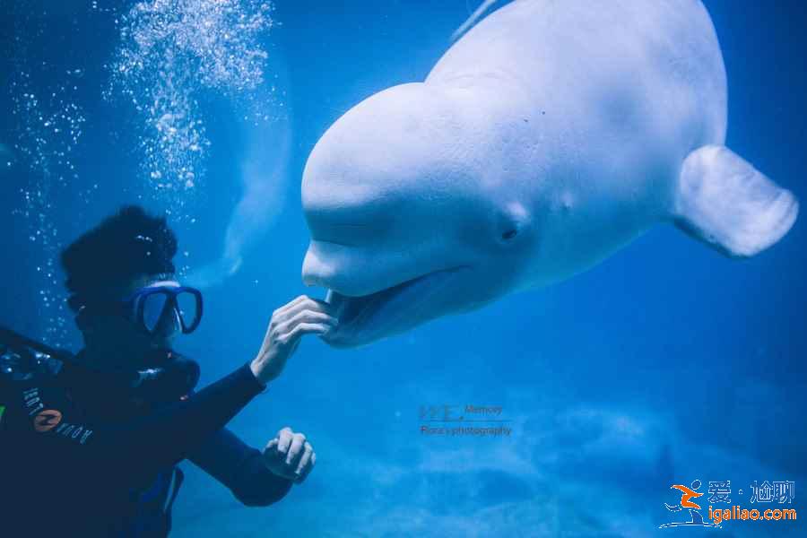 帶孩子去珠海長隆怎么玩，珠海長隆親子游注意事項及行程安排？