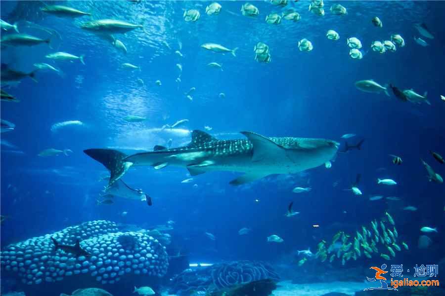 帶孩子去珠海長隆怎么玩，珠海長隆親子游注意事項及行程安排？