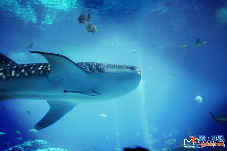 帶孩子去珠海長隆怎么玩，珠海長隆親子游注意事項及行程安排？