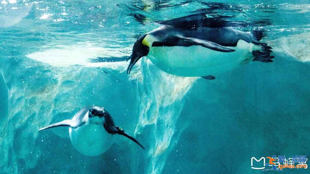 帶孩子去珠海長隆怎么玩，珠海長隆親子游注意事項及行程安排？