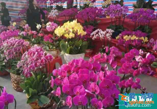 2021中山南朗鎮花市購花點開放時間 中山云花市買花入口？