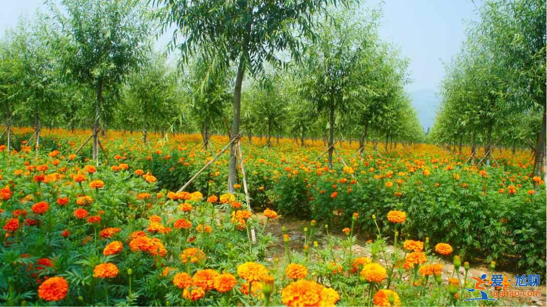 北京郊區哪里好玩？北京郊區好玩的景點？