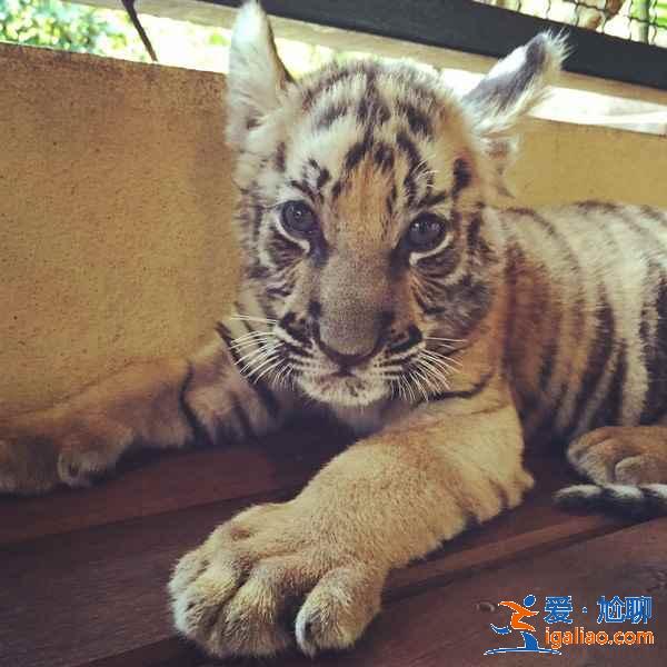 清邁五日游攻略，清邁五日游怎么玩，清邁五日游推薦？