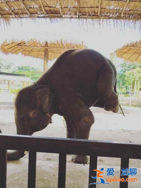 清邁五日游攻略，清邁五日游怎么玩，清邁五日游推薦？