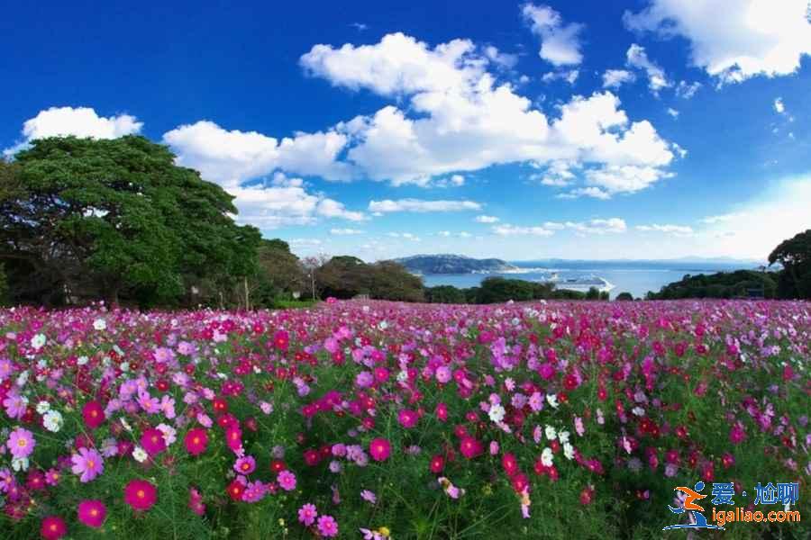 日本最全旅游時間表！日本最佳旅游時間？