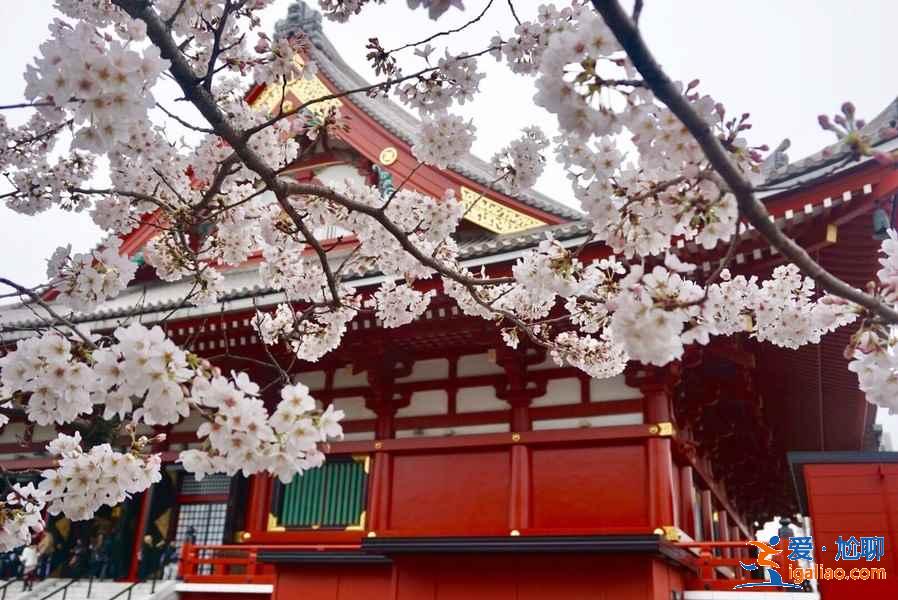 日本最全旅游時間表！日本最佳旅游時間？