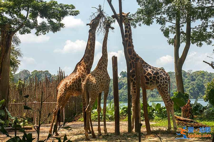 新加坡有哪些動物園，新加坡值得一去的動物園盤點？