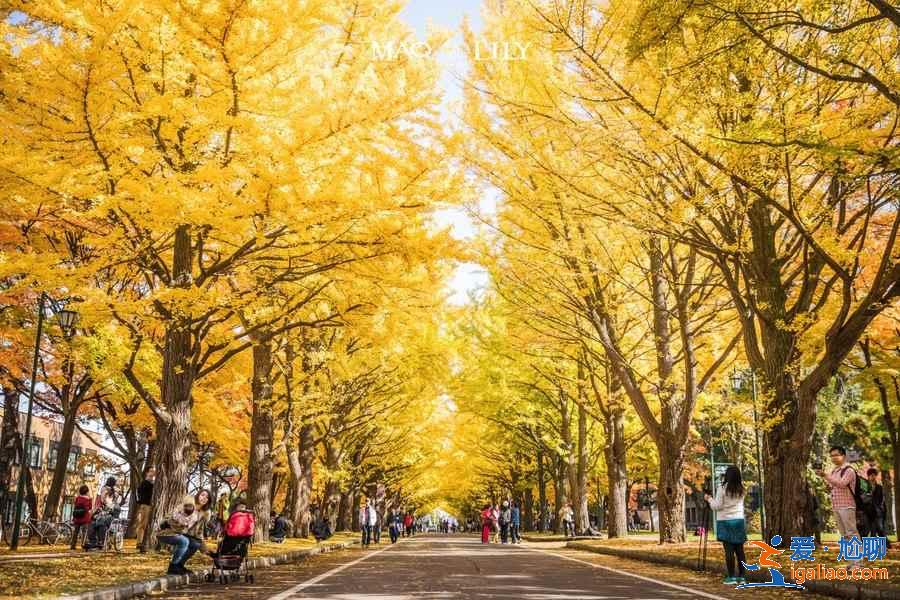 北海道大學可以觀光嗎？北海道大學值得去嗎？北海道大學觀光指南？