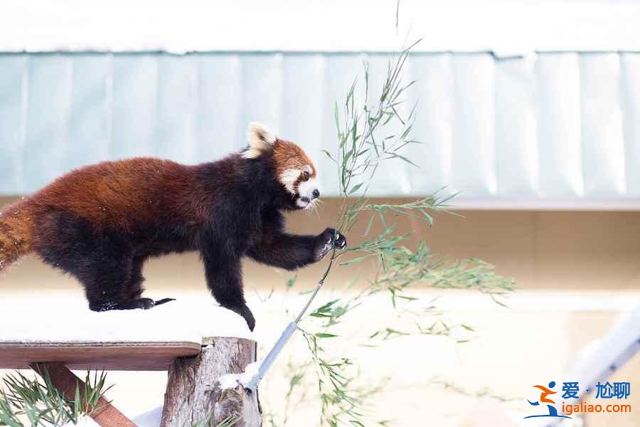 北海道旭山動物園適合帶孩子去玩嗎？帶孩子去北海道旭山動物園好玩嗎？北海道旭山動物園游玩攻略？