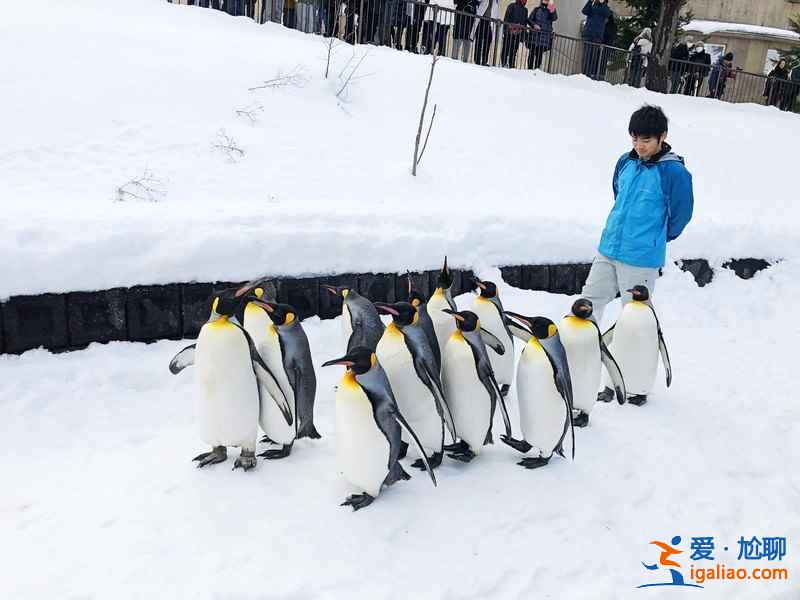 北海道旭山動物園適合帶孩子去玩嗎？帶孩子去北海道旭山動物園好玩嗎？北海道旭山動物園游玩攻略？