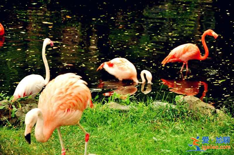 北海道旭山動物園適合帶孩子去玩嗎？帶孩子去北海道旭山動物園好玩嗎？北海道旭山動物園游玩攻略？