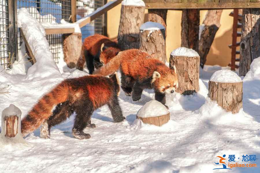 北海道旭山動物園適合帶孩子去玩嗎？帶孩子去北海道旭山動物園好玩嗎？北海道旭山動物園游玩攻略？