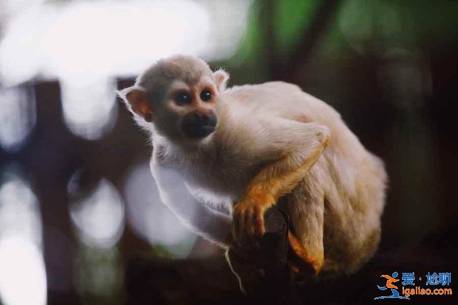 泰國清邁有什么好玩的?清邁哪里比較好玩?清邁游玩攻略指南? 泰國清邁有什么好玩的?清邁哪里比較好玩?清邁游玩攻略指南?