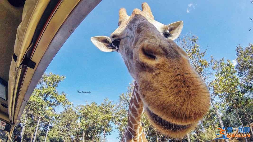 泰國清邁有什么好玩的?清邁哪里比較好玩?清邁游玩攻略指南? 泰國清邁有什么好玩的?清邁哪里比較好玩?清邁游玩攻略指南?