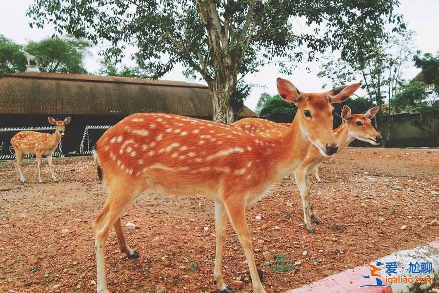 泰國清邁有什么好玩的?清邁哪里比較好玩?清邁游玩攻略指南? 泰國清邁有什么好玩的?清邁哪里比較好玩?清邁游玩攻略指南?