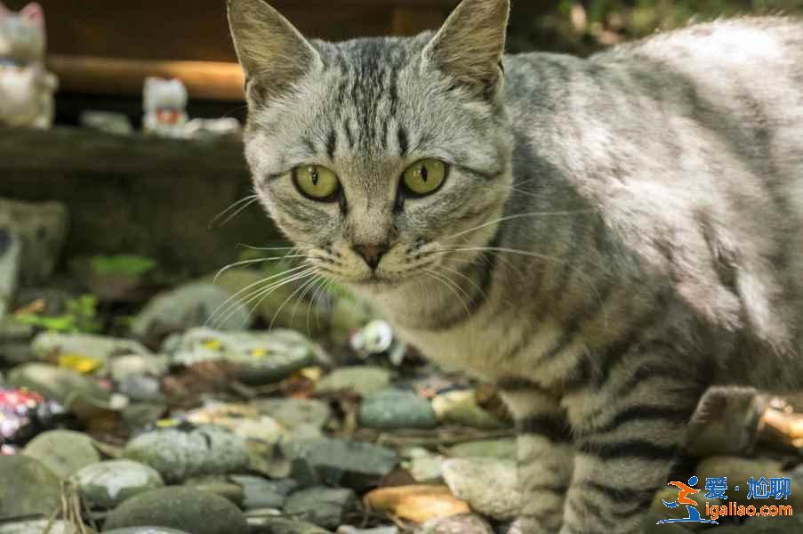 日本三景,去日本旅游不可錯過!? 日本三景,去日本旅游不可錯過!?