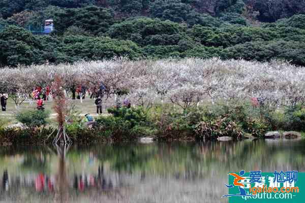 2022廣州梅花什么時候開花 廣州賞梅花的地方？