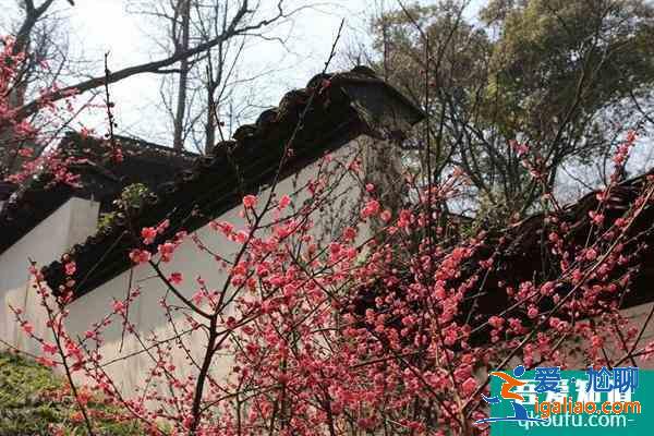 2022廣州梅花什么時候開花 廣州賞梅花的地方？