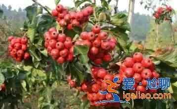 減脂食物有哪些？？