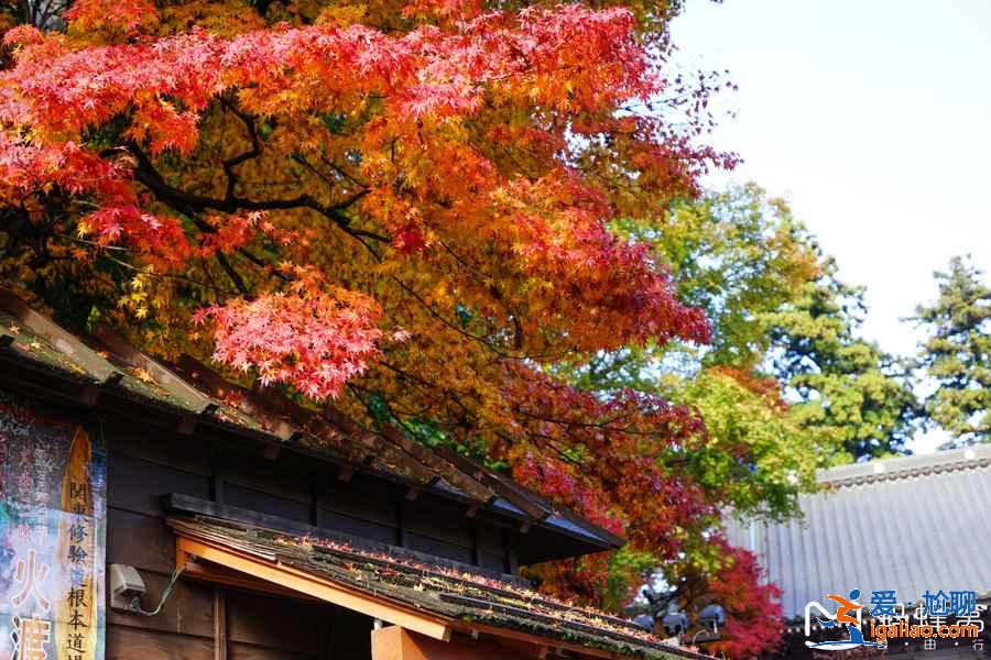 日本紅葉正當時,再不去就真的來不及了!? 日本紅葉正當時,再不去就真的來不及了!?