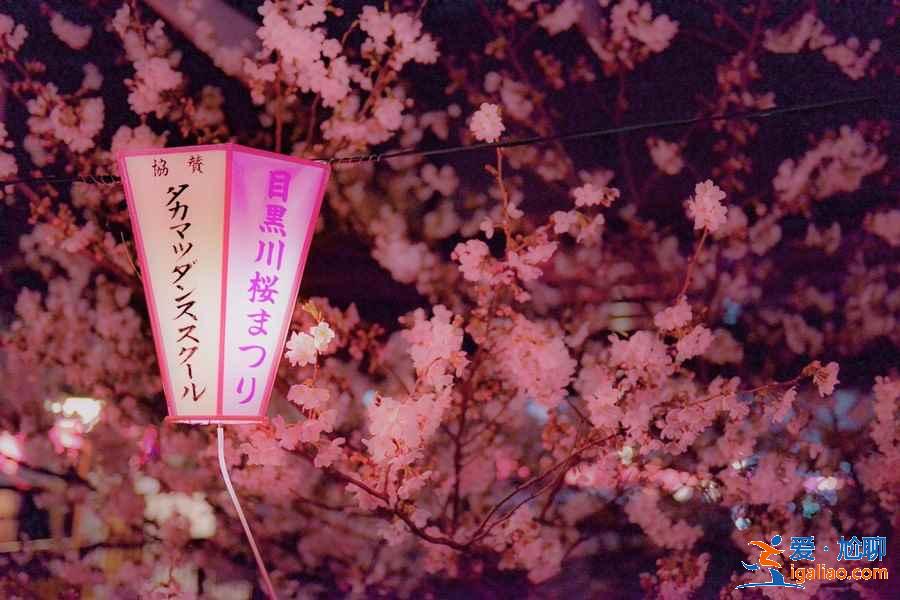 日本人賞櫻花有什么習(xí)俗？去日本賞櫻不得不知道的傳統(tǒng)習(xí)俗？