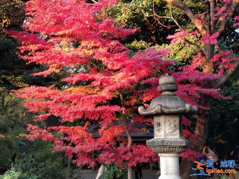 日本紅葉正當時,再不去就真的來不及了!? 日本紅葉正當時,再不去就真的來不及了!?