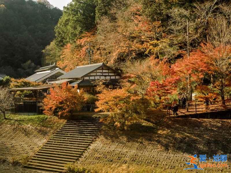 日本紅葉正當時,再不去就真的來不及了!? 日本紅葉正當時,再不去就真的來不及了!?