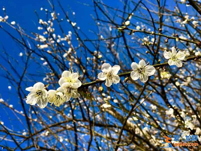 廣州冬季哪里可以賞花,廣州冬季賞花好去處,廣州冬季賞花指南? 廣州冬季哪里可以賞花,廣州冬季賞花好去處,廣州冬季賞花指南?