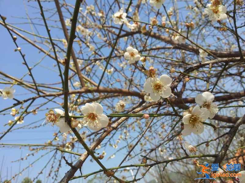 廣州冬季哪里可以賞花,廣州冬季賞花好去處,廣州冬季賞花指南? 廣州冬季哪里可以賞花,廣州冬季賞花好去處,廣州冬季賞花指南?