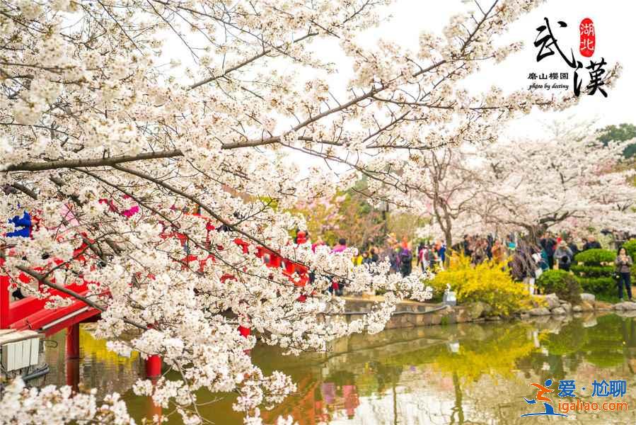 2019武漢賞櫻路線,除了武漢大學還有哪些賞櫻好去處?? 2019武漢賞櫻路線,除了武漢大學還有哪些賞櫻好去處??