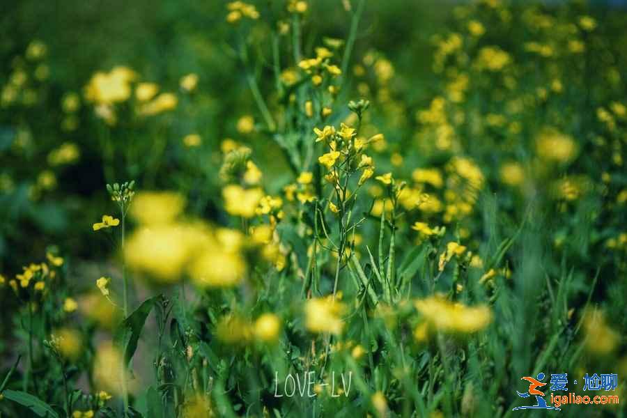 武漢春天去哪兒看油菜花，武漢春季賞油菜花指南，武漢春天賞油菜花好去處？