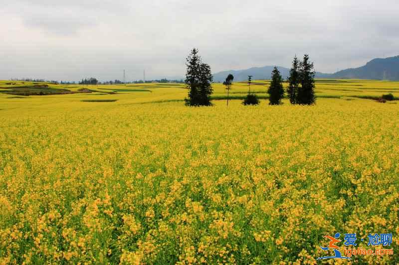 武漢春天去哪兒看油菜花，武漢春季賞油菜花指南，武漢春天賞油菜花好去處？