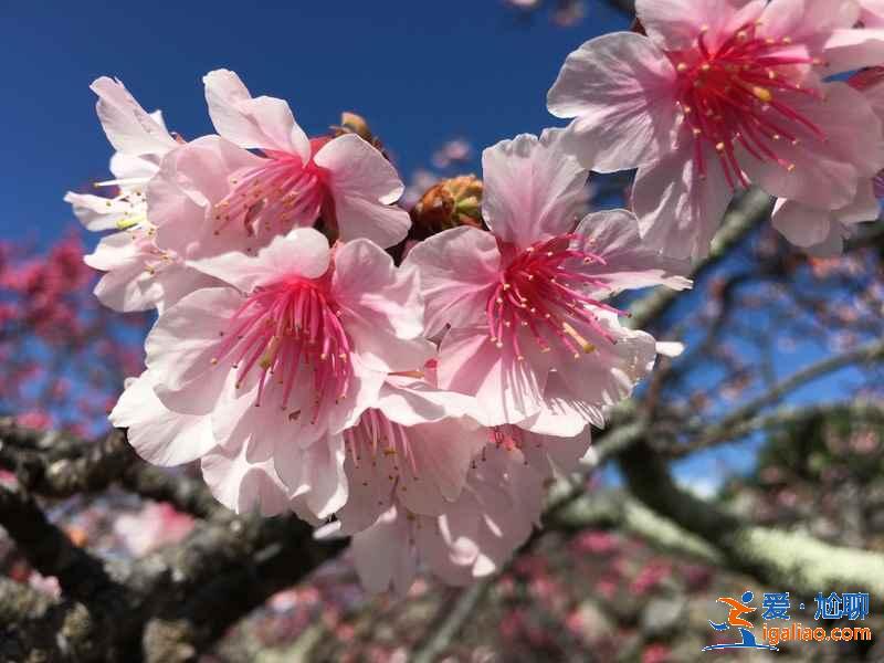 2月去日本能看到櫻花嗎，2月份去日本有櫻花嗎，日本2月櫻花開嗎？
