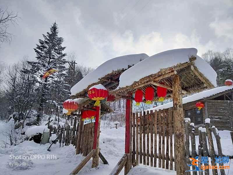 哈爾濱到東升林場（雪谷）交通，哈爾濱到東升林場怎么去？