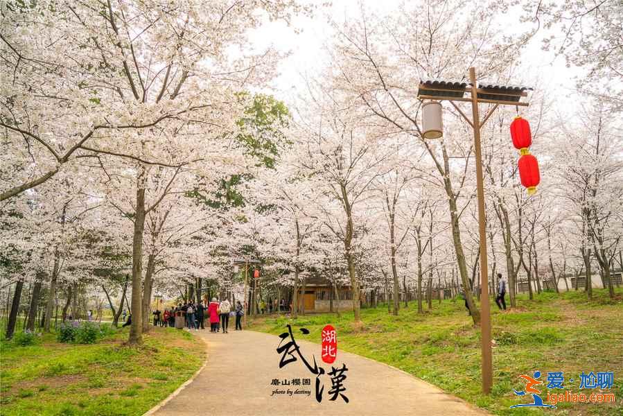 2019武漢賞櫻路線,除了武漢大學還有哪些賞櫻好去處?? 2019武漢賞櫻路線,除了武漢大學還有哪些賞櫻好去處??