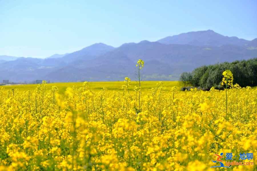 武漢春天去哪兒看油菜花，武漢春季賞油菜花指南，武漢春天賞油菜花好去處？