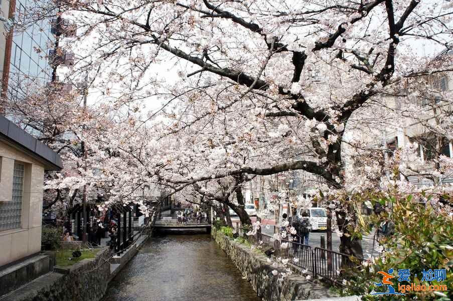 2月去日本能看到櫻花嗎，2月份去日本有櫻花嗎，日本2月櫻花開嗎？