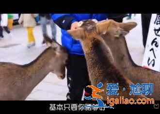 只有搞定日本交通，才敢日本自由行！？