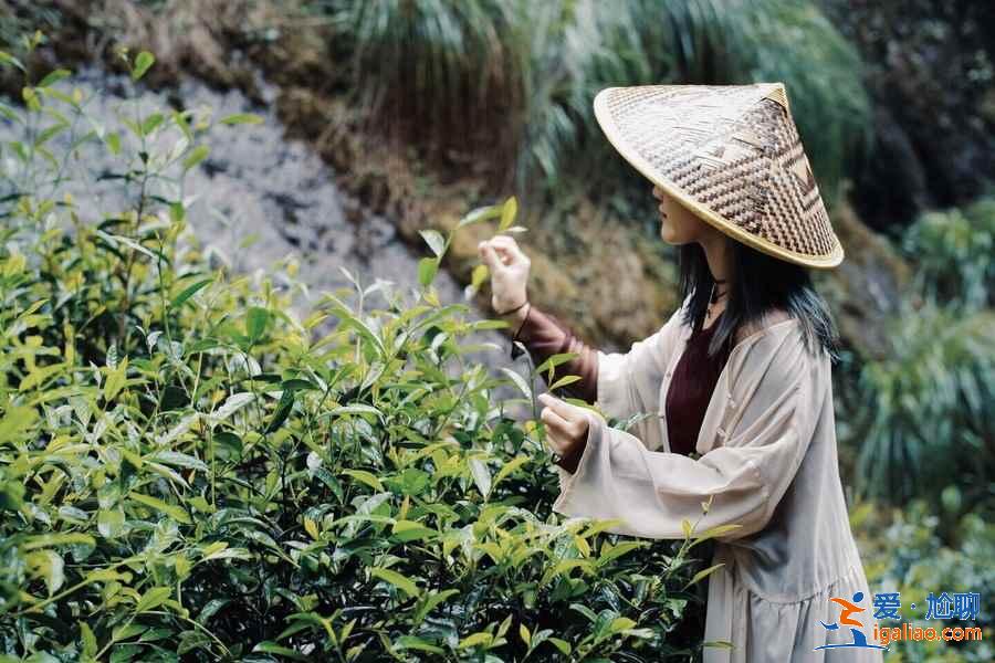 武夷山熱門(mén)景點(diǎn)有哪些，武夷山熱門(mén)景點(diǎn)好玩嗎，武夷山熱門(mén)景點(diǎn)推薦？