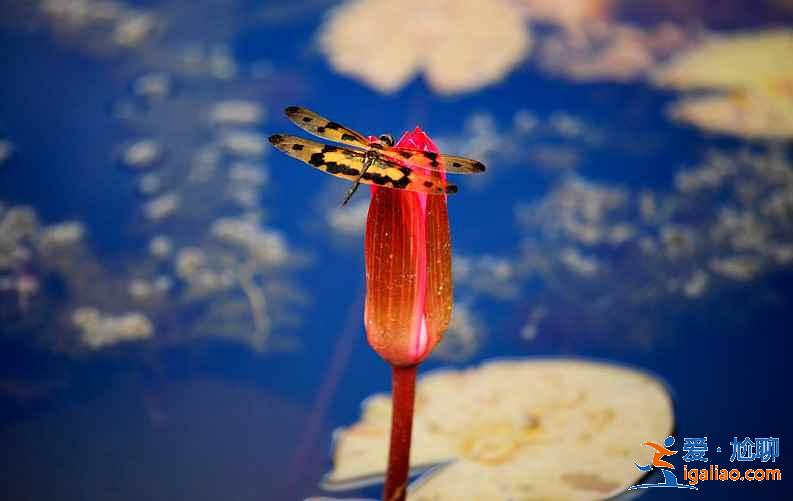 【2019深圳端午節(jié)天氣】端午節(jié)深圳天氣怎么樣，深圳端午節(jié)天氣預(yù)報(bào)？