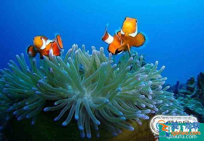 海平面上升的危害? 海平面上升的危害?