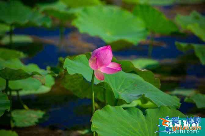 寧夏自駕游攻略及花費(fèi)介紹 這份6日游路線很經(jīng)典? 寧夏自駕游攻略及花費(fèi)介紹 這份6日游路線很經(jīng)典?