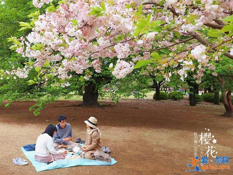 東京的公園有哪些，東京公園盤點(diǎn)，東京公園攻略？