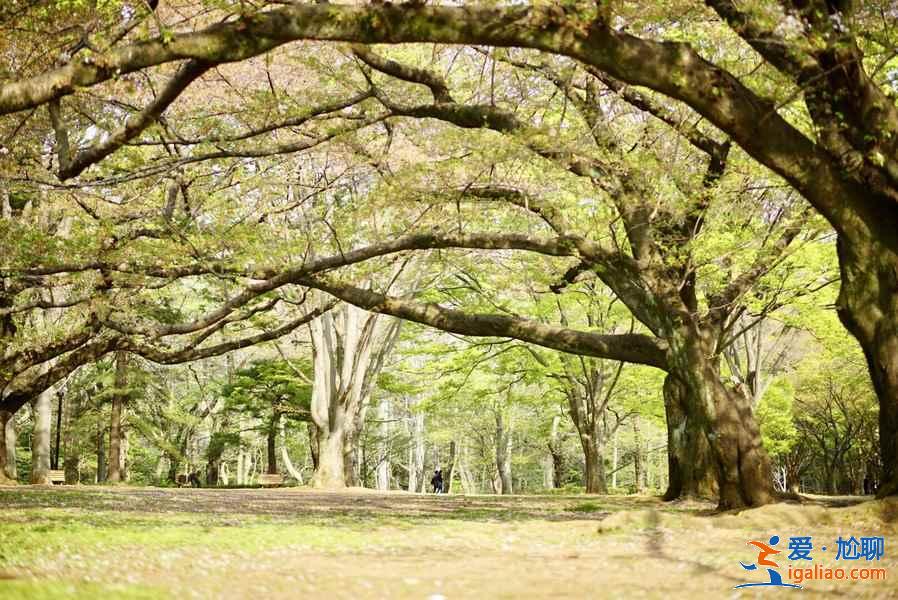 東京的公園有哪些，東京公園盤點(diǎn)，東京公園攻略？