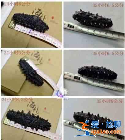 海參怎么發？？