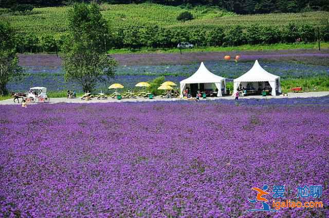 重慶薰衣草花海在哪里,重慶薰衣草莊園? 重慶薰衣草花海在哪里,重慶薰衣草莊園?